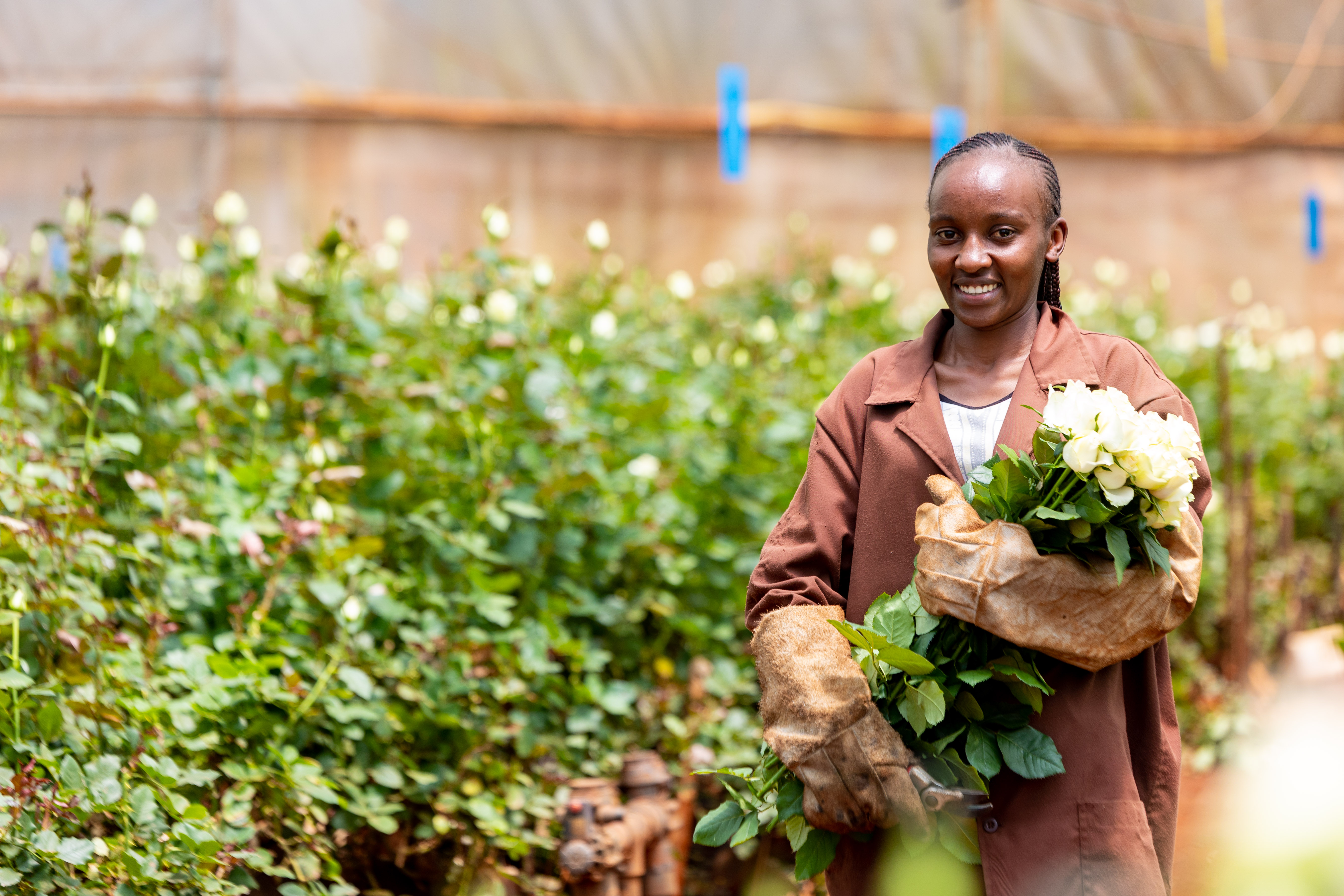 Simbi Roses 28.JPG
